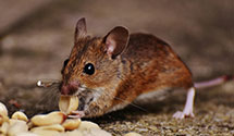 24 Hour & Emergency Exterminators in Nc Dept Motor Vehicle, NC